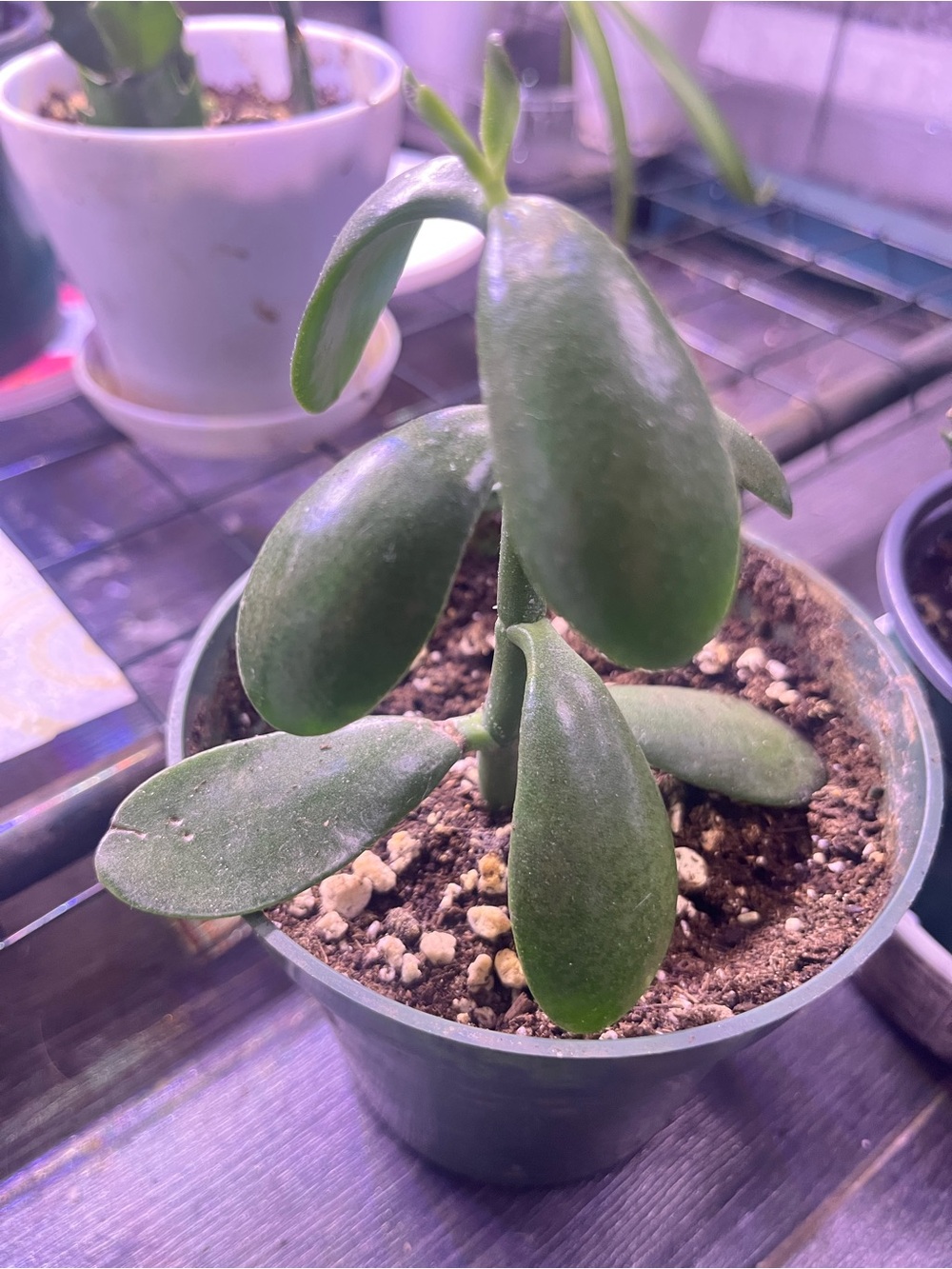 Crassula ovata